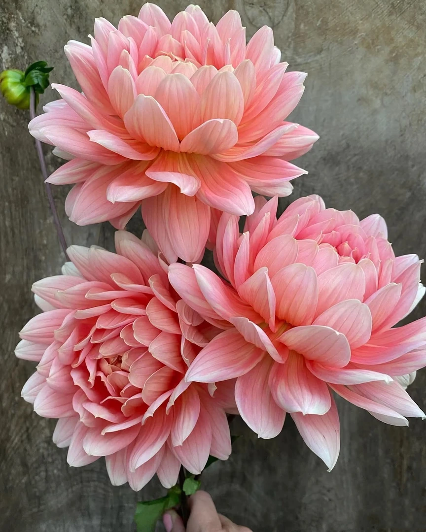 【拂洛娜】进口多年生种球地栽盆栽送肥料