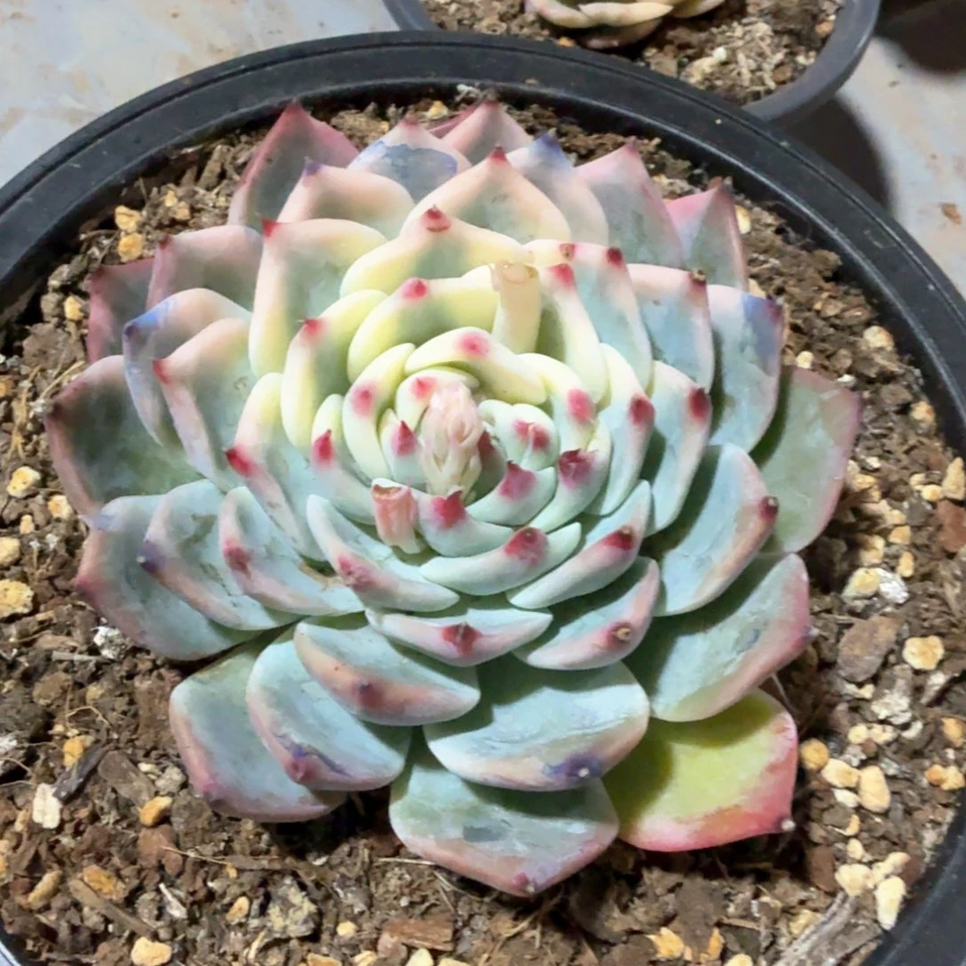 吉娃娃锦半覆轮，锦上园艺量拍