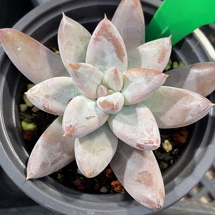 多肉植物原始杜787多肉