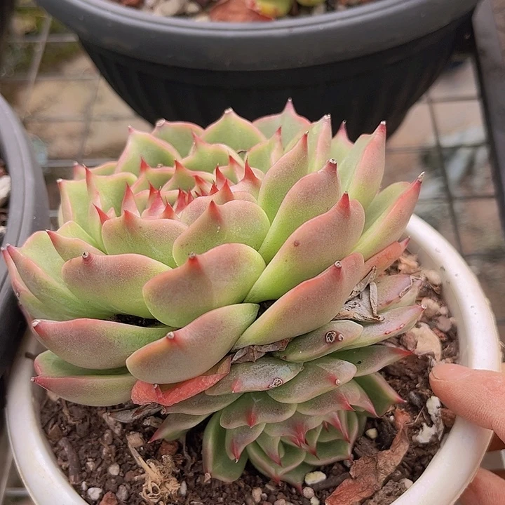 蓝龙24176多肉植物