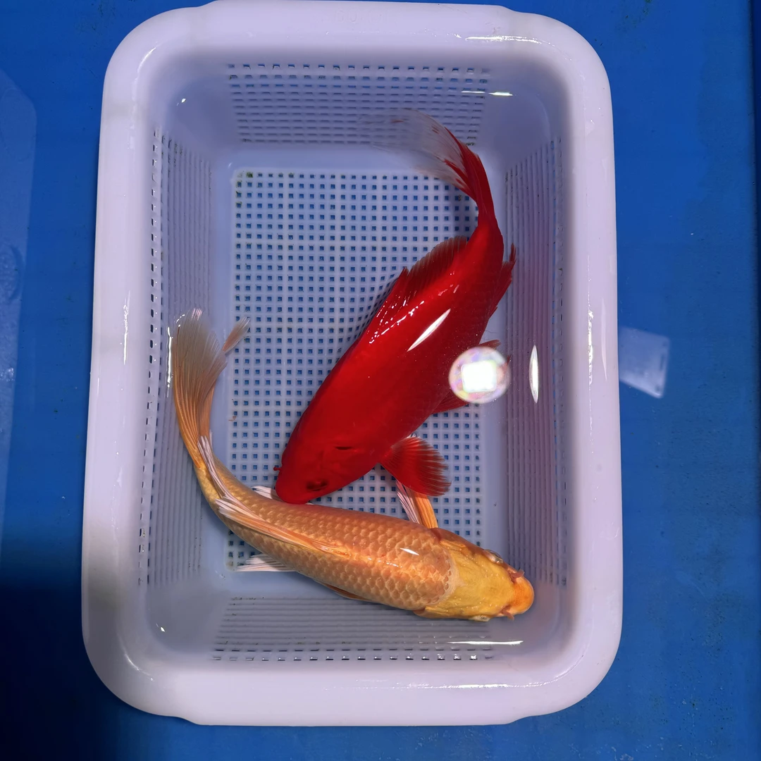 锦鲤草金1红1黄（20-22厘米）2条精品观赏鱼（红色是草金）