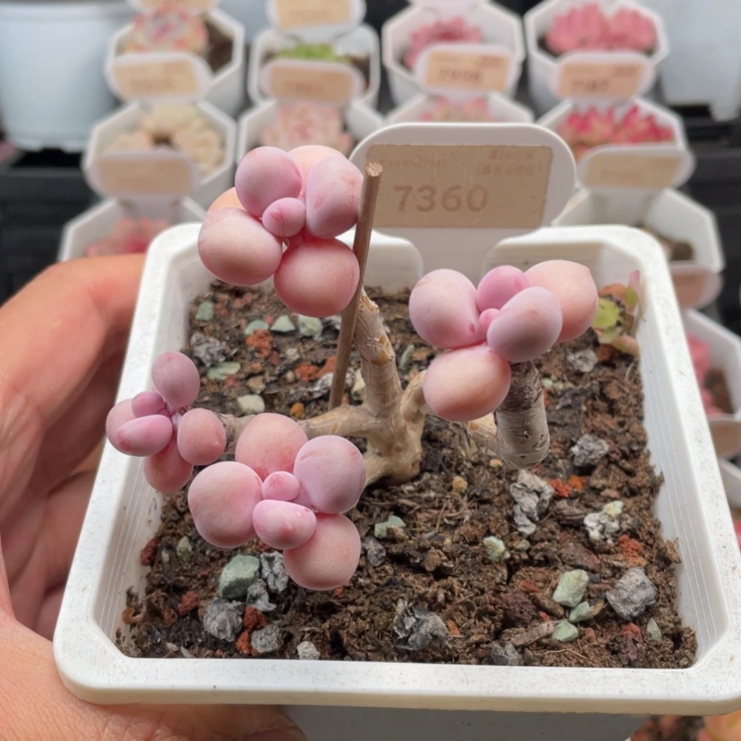 腰子蛋7360-8厘米