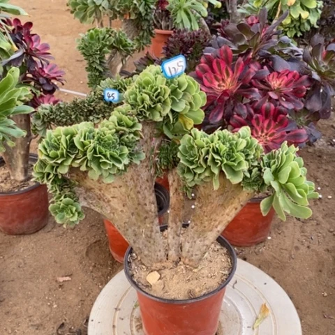 绿杨蓉缀一物一拍