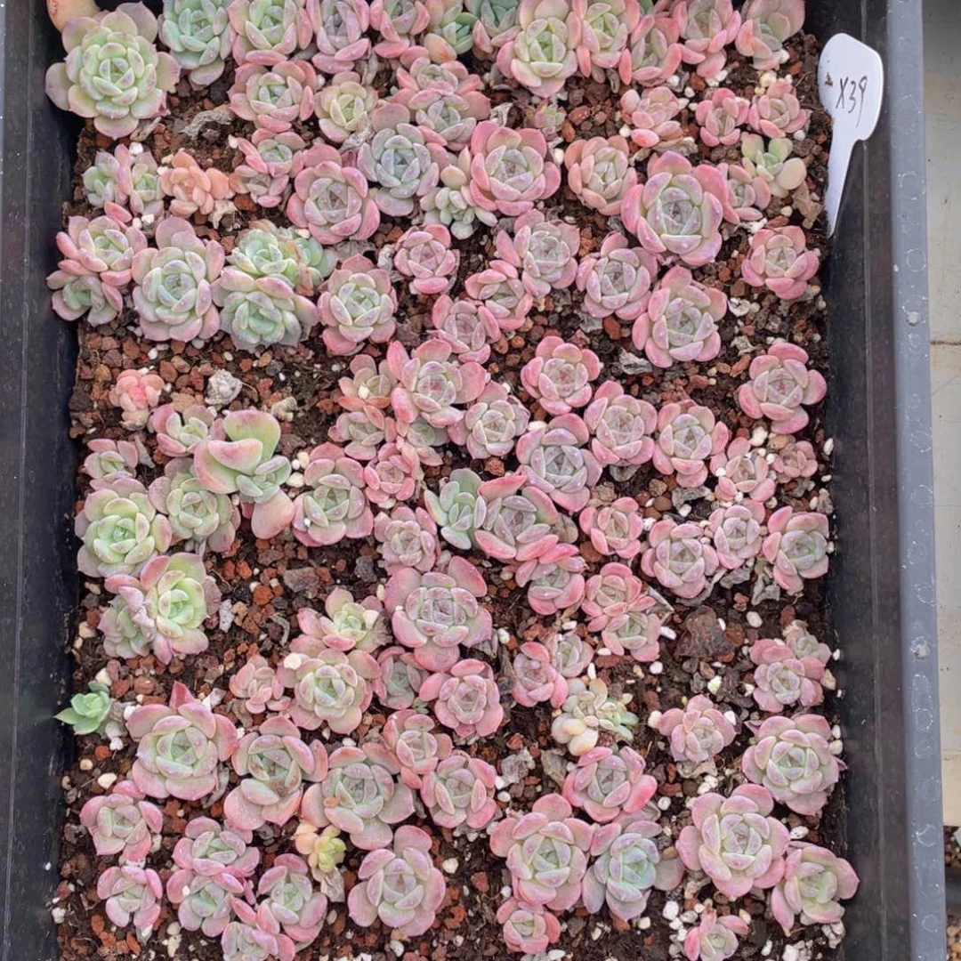 云糖心多肉植物39