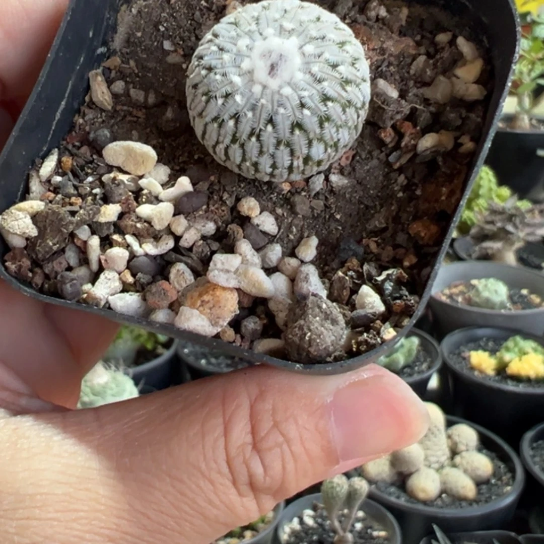 娇***长实生精巧殿脱土1111111