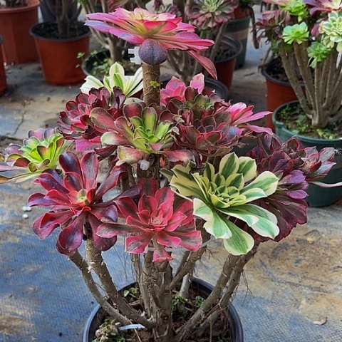 法师嫁接一物一拍17