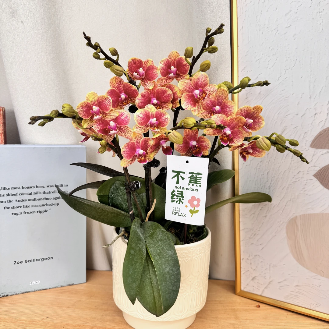 蝴蝶蘭《金蝶》独有金色纹理  超厚蜡质花瓣 中小花型 蜡质花花