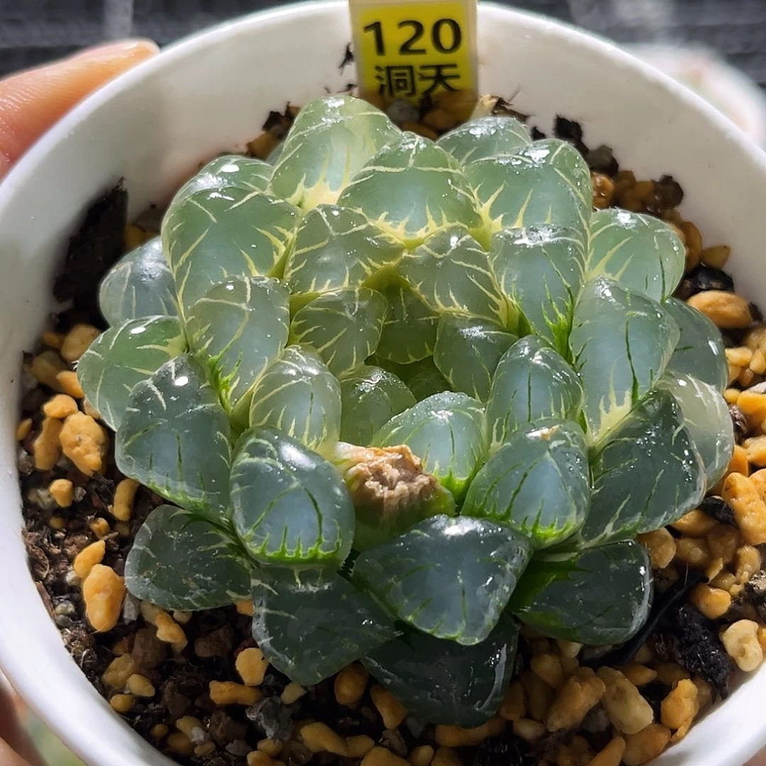 120糊斑湖水玉露锦