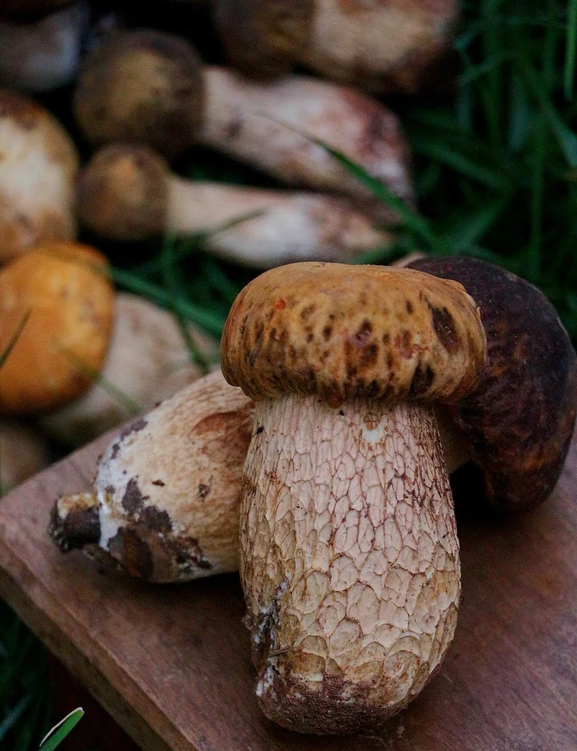云南新鲜野生菌美味牛肝菌大脚菇极品野生菌源头直发顺丰空运