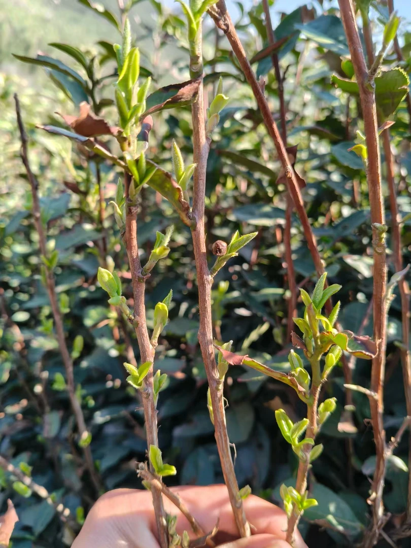 沐农茶场2025年信阳毛尖黑龙潭群体中雨前小芽