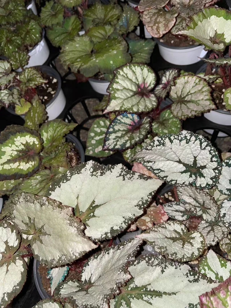秋海棠室内观赏植物耐阴好养易活适合书房客厅绿植盆栽