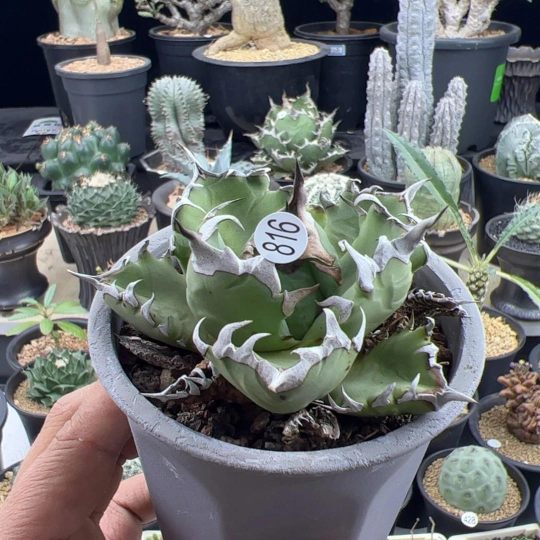 姬仁王冠一物一拍