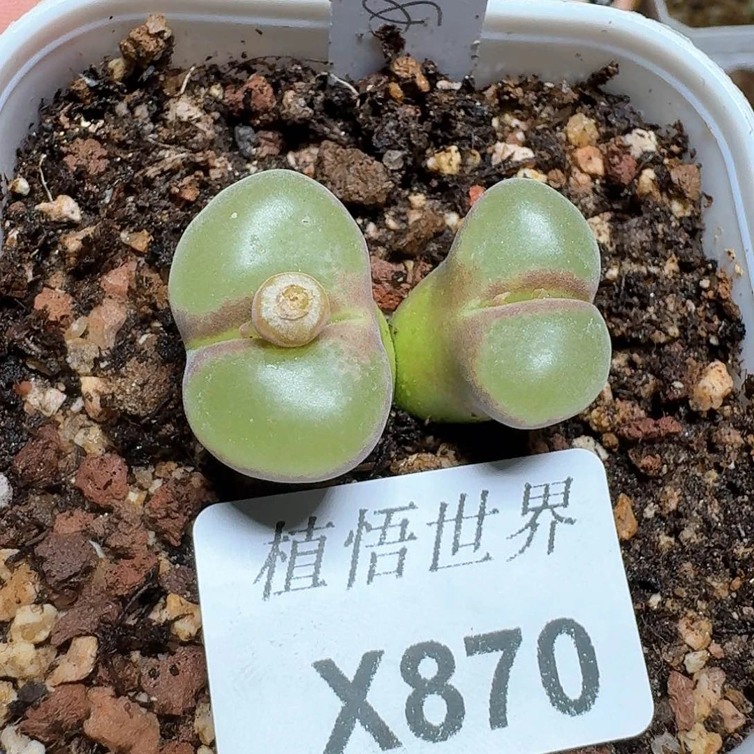 卷*酱870号多肉植物哇哥v吧