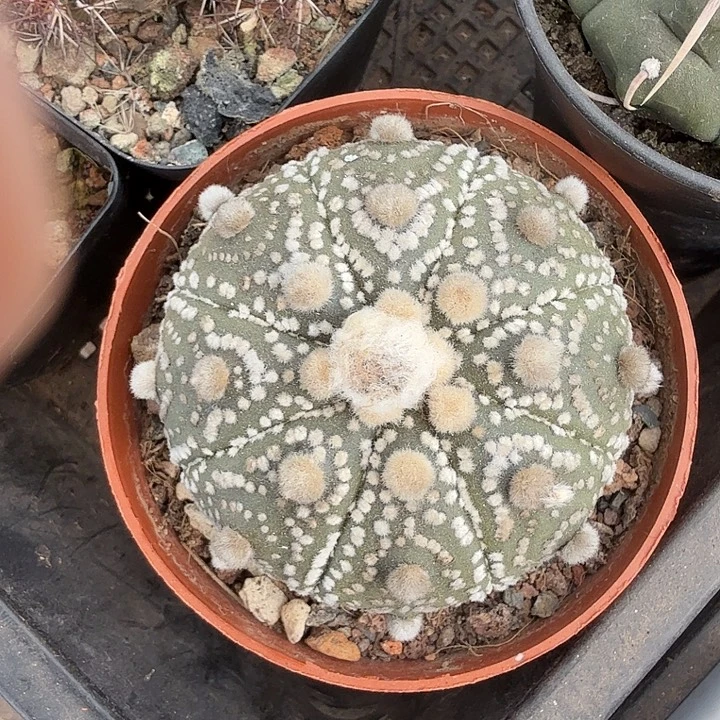 实生大兜单头6仙人球