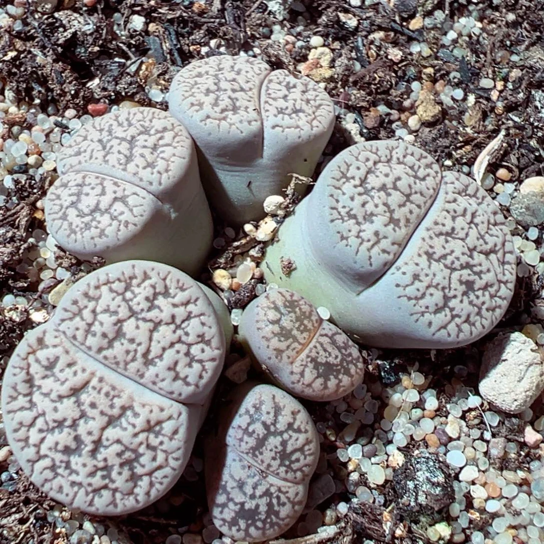 1211-541多肉多肉弁天玉