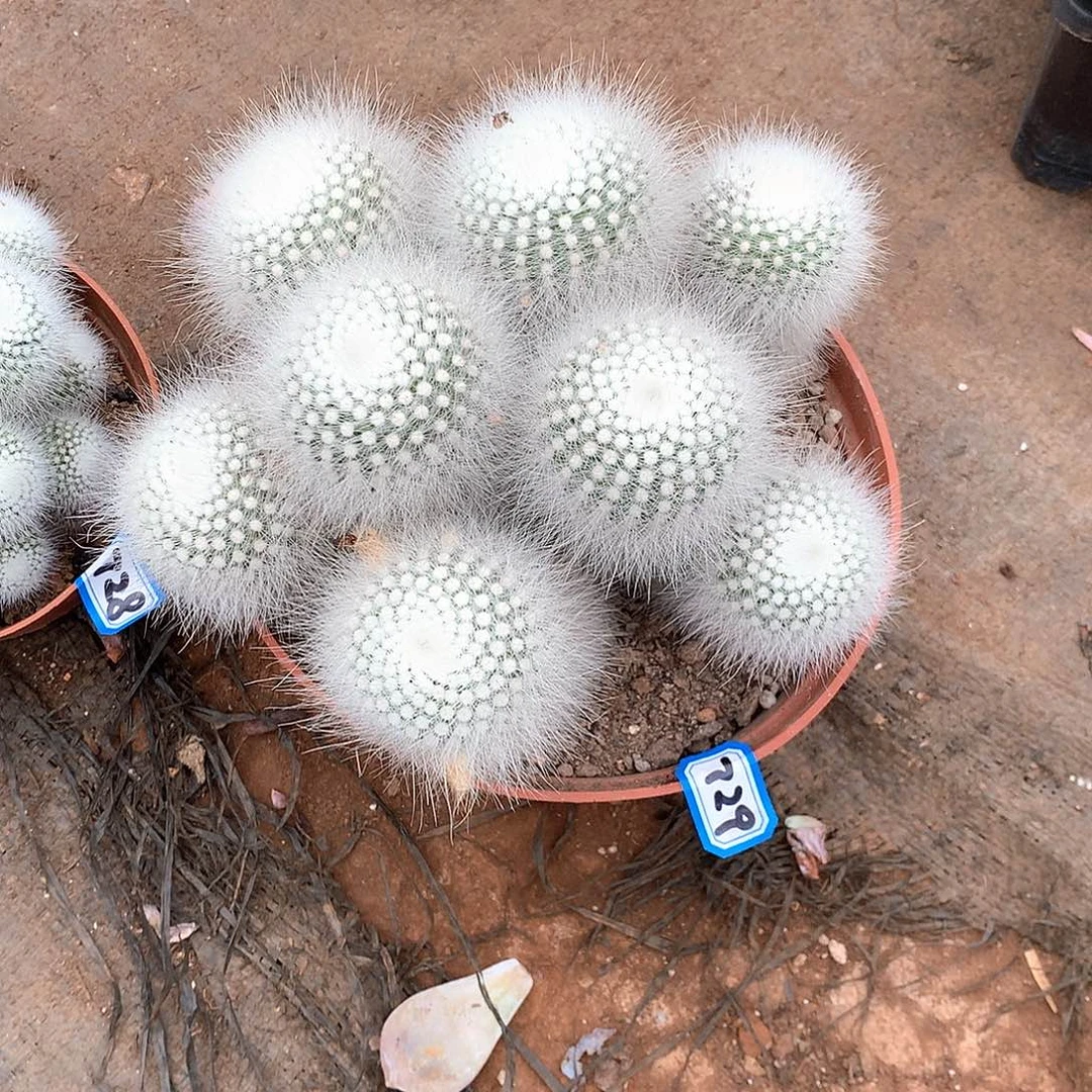 729白小丁 一物一拍多肉