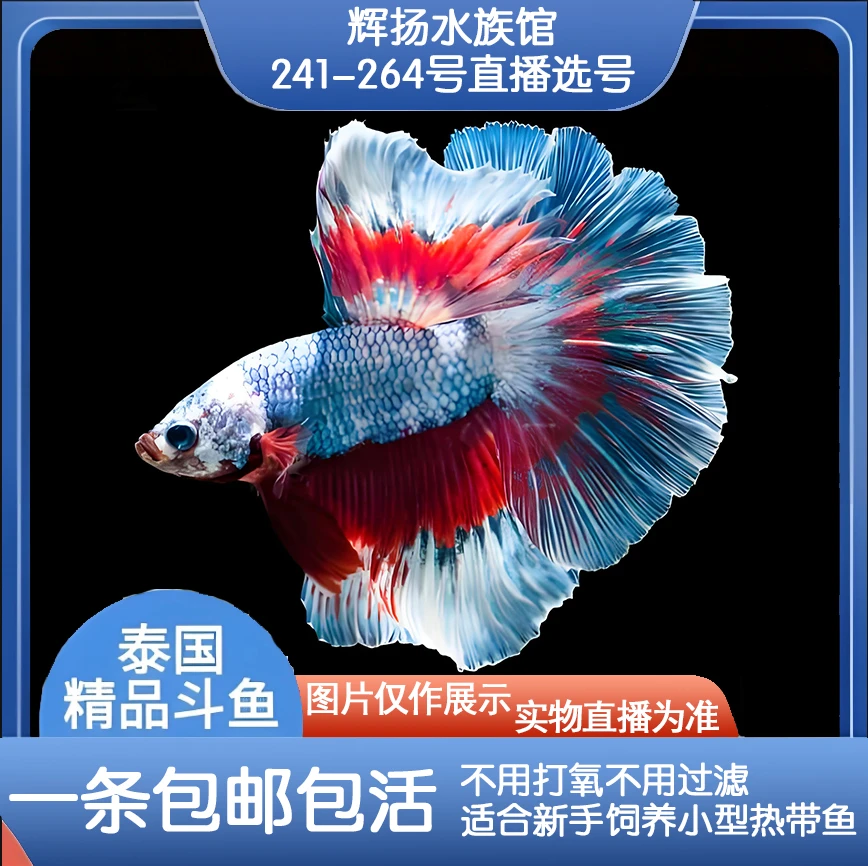 编号241-264选号辉杨水族直播间精选泰国斗鱼小型热带观赏鱼耐养