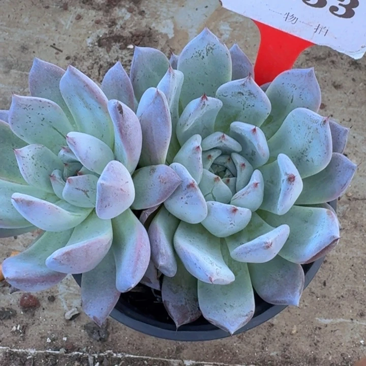 卡杂233多肉植物