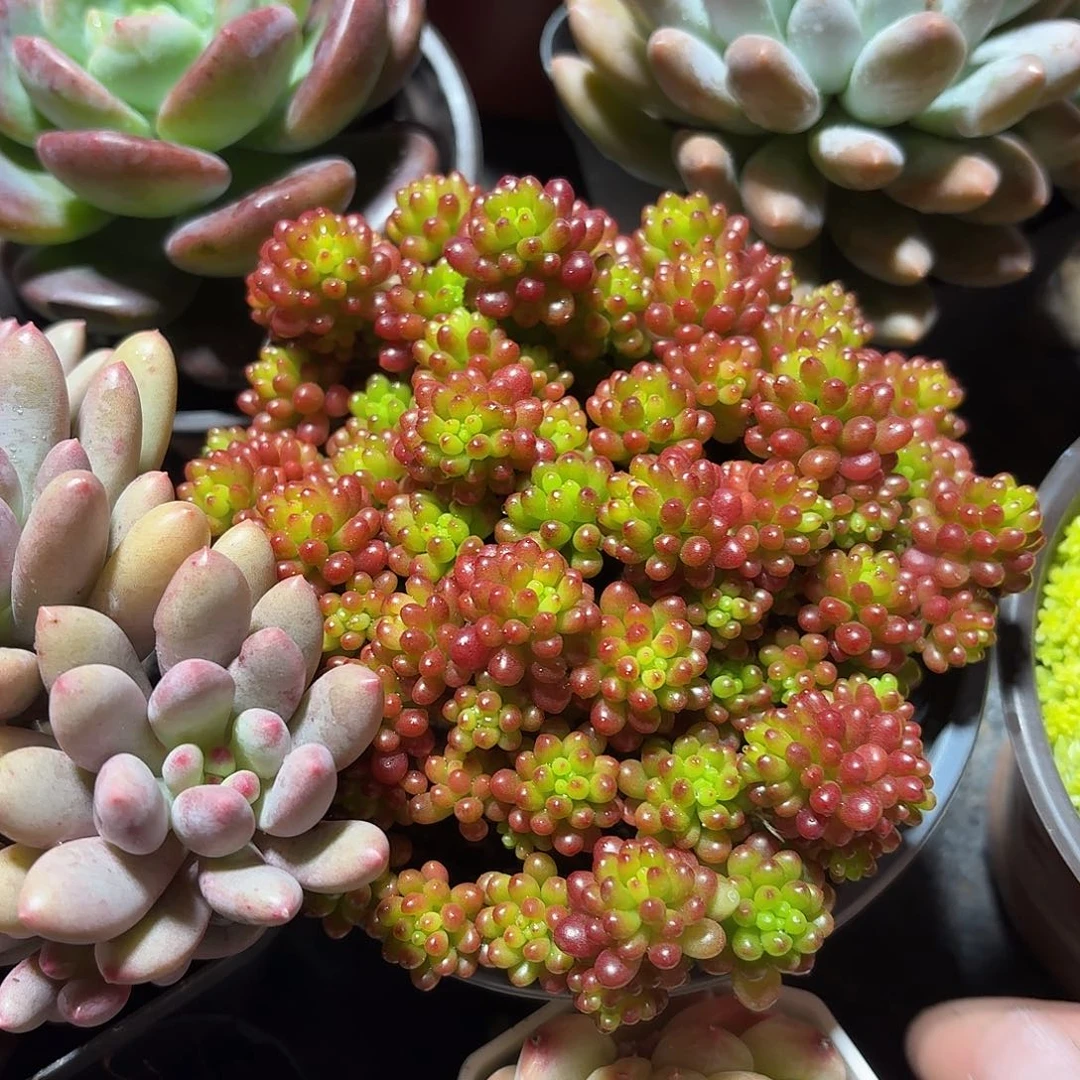 浆果多肉11㎝盆满盆