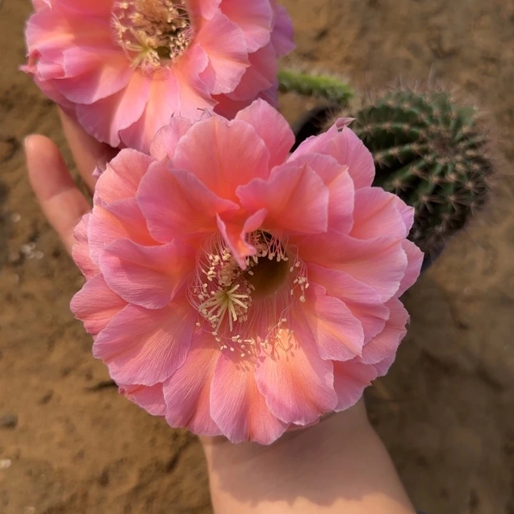 0***7仙人球美花带根彩38