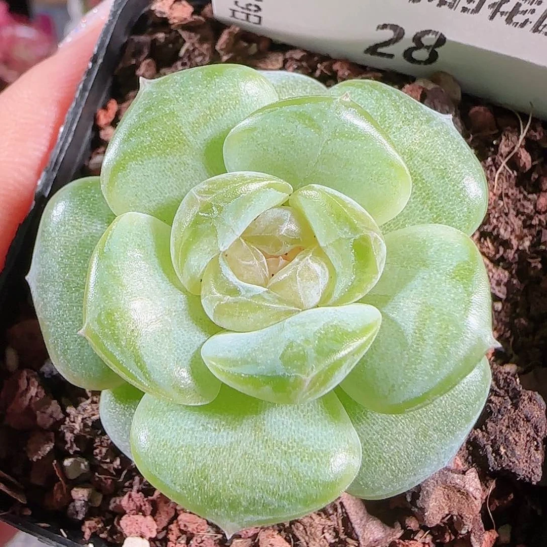 0719-:-28若画糖心珍妮