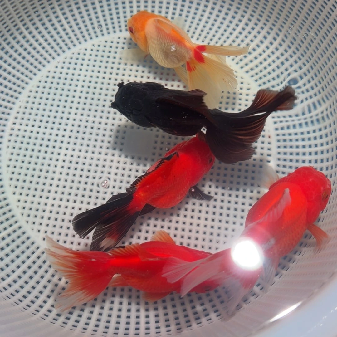金鱼冷水观赏鱼混搭