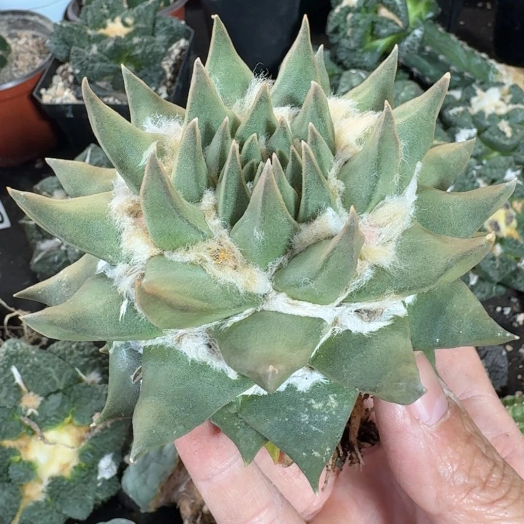 【闪购商品】萝卜根龙呀牡丹