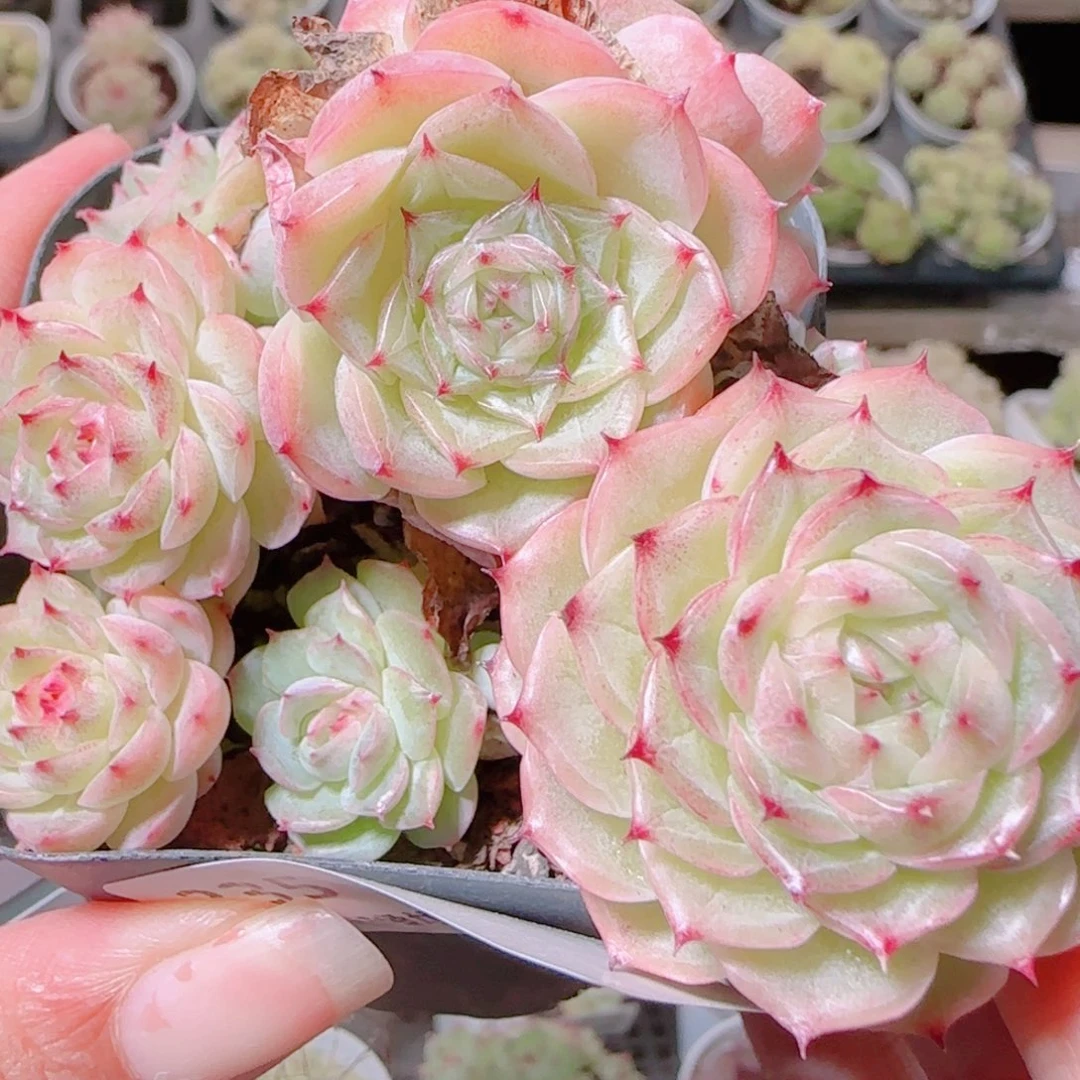 花语逸镜1106-235散