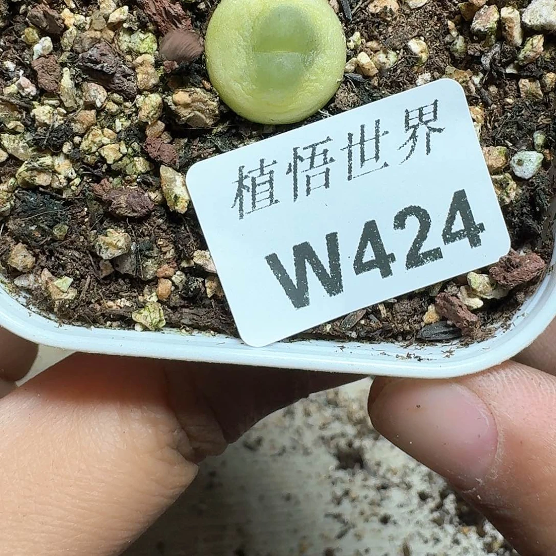 424盒多肉植物哇f f