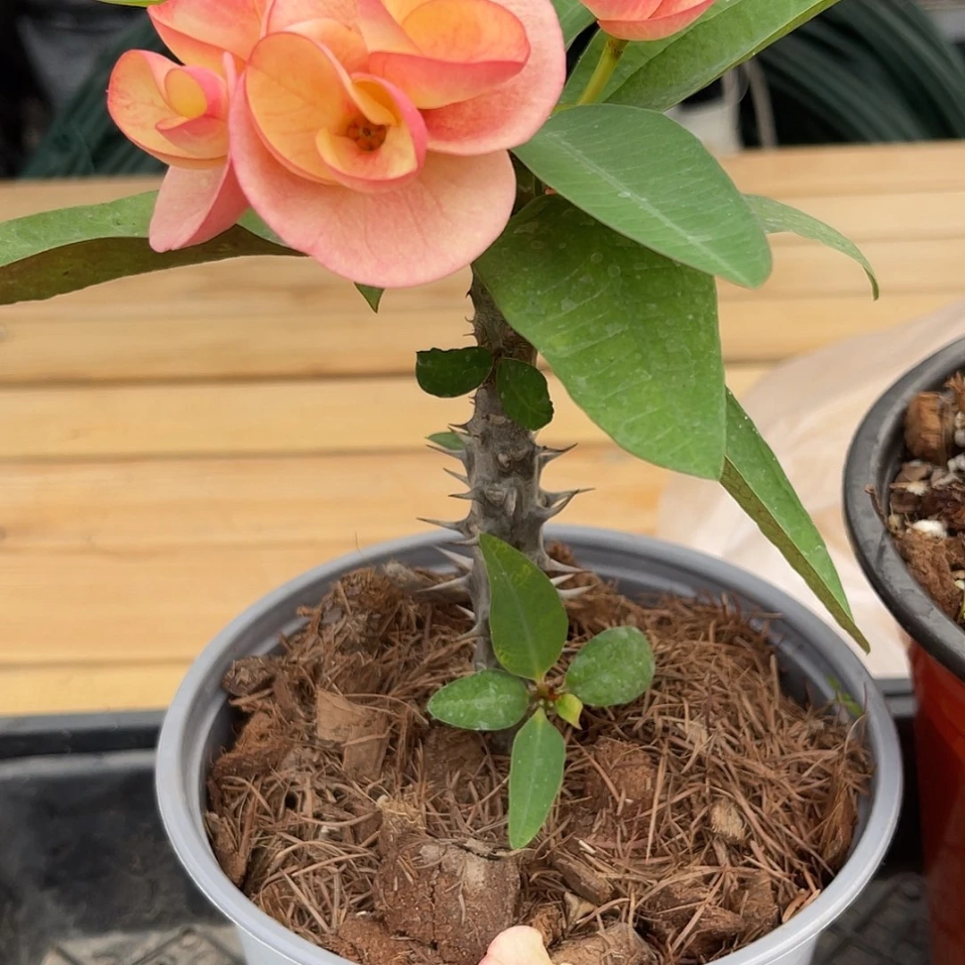 如***笑虎刺梅-暹罗钻石（微笑）