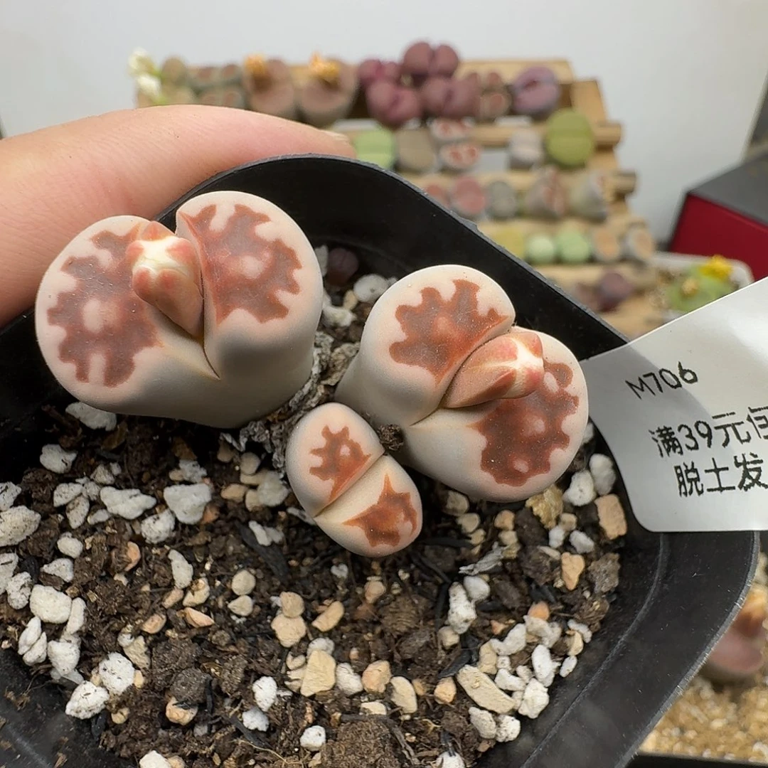 706多肉哈哈哈哈哈哈