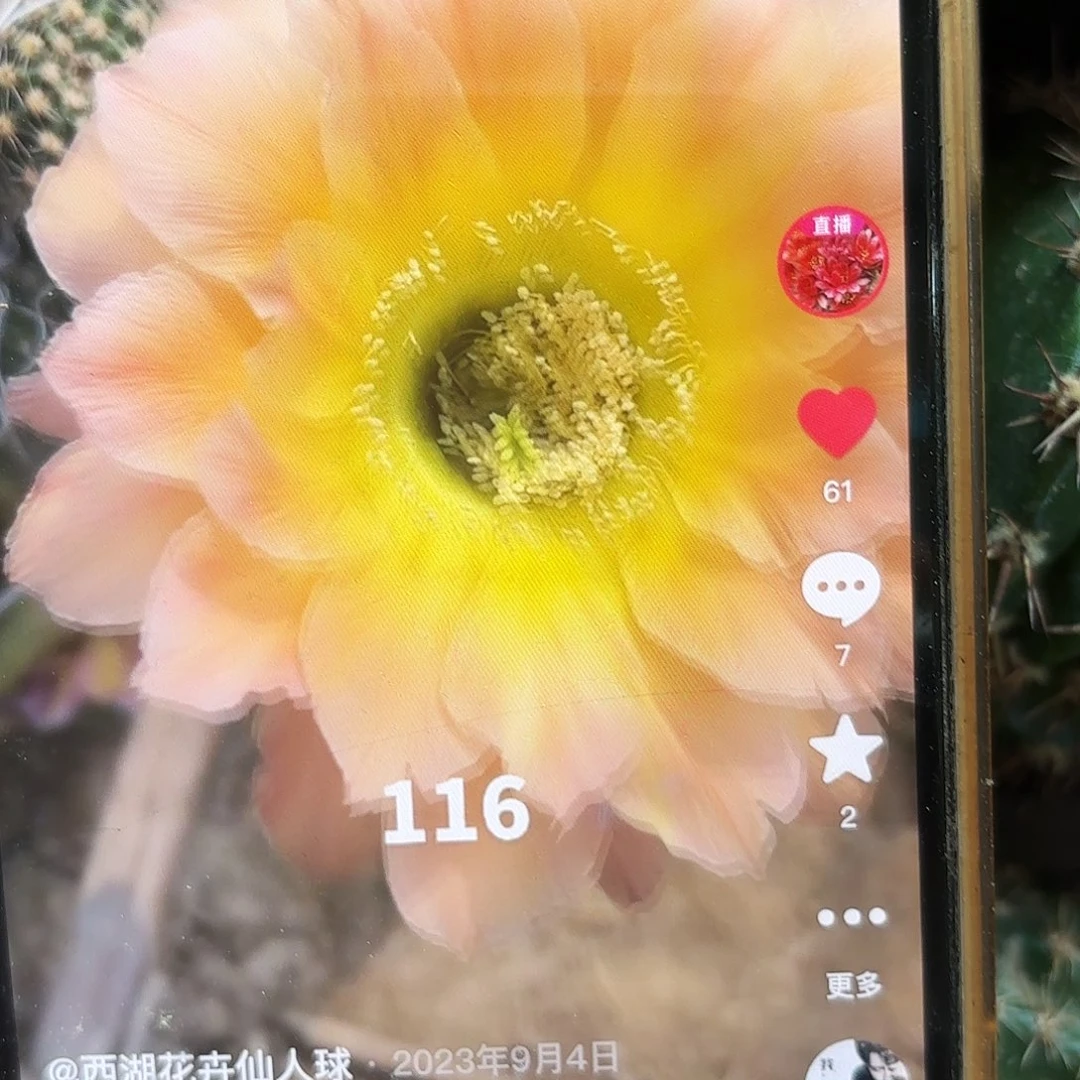 116彩20包邮仙人球39