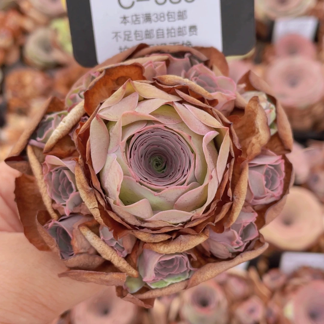 山地玫瑰C585裸根发货断枝不包损不售后