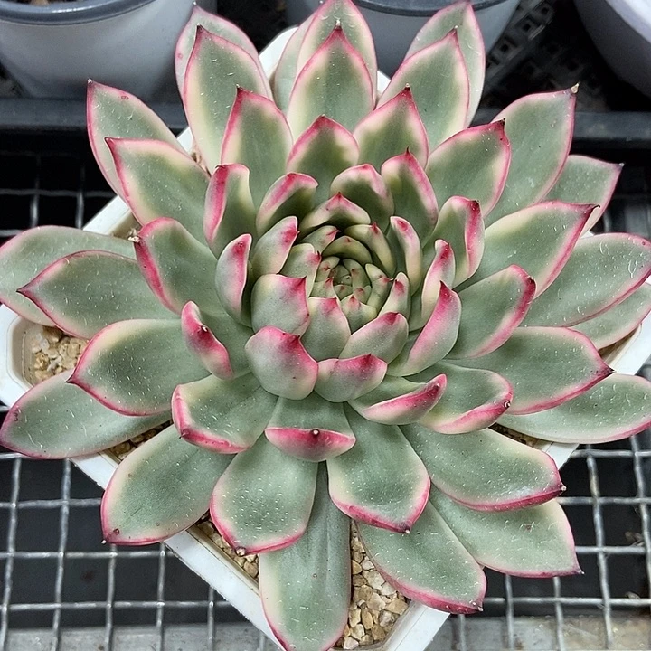 落雁东云锦多肉植物