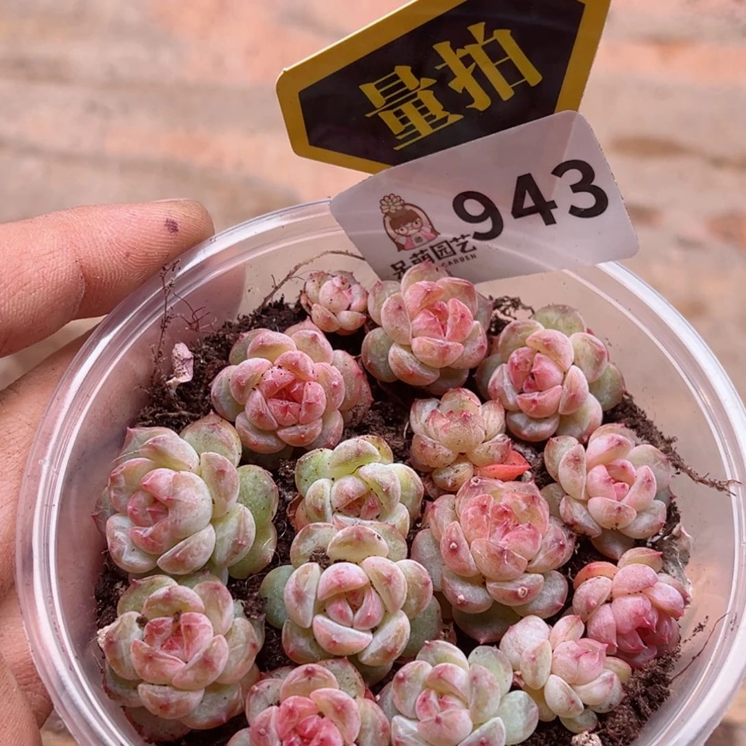 多肉植物多肉植物