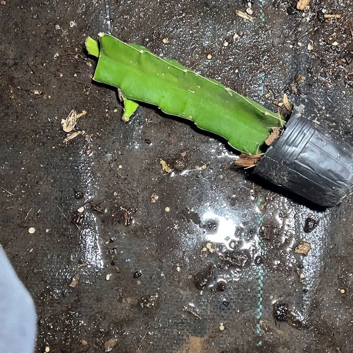 高纯050嫁接单片小苗一颗25