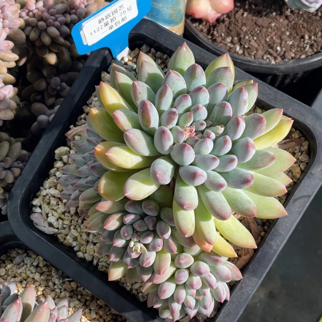 1122-75-孤品一颗福利捡漏