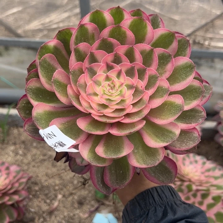 倾城手捧多肉植物132