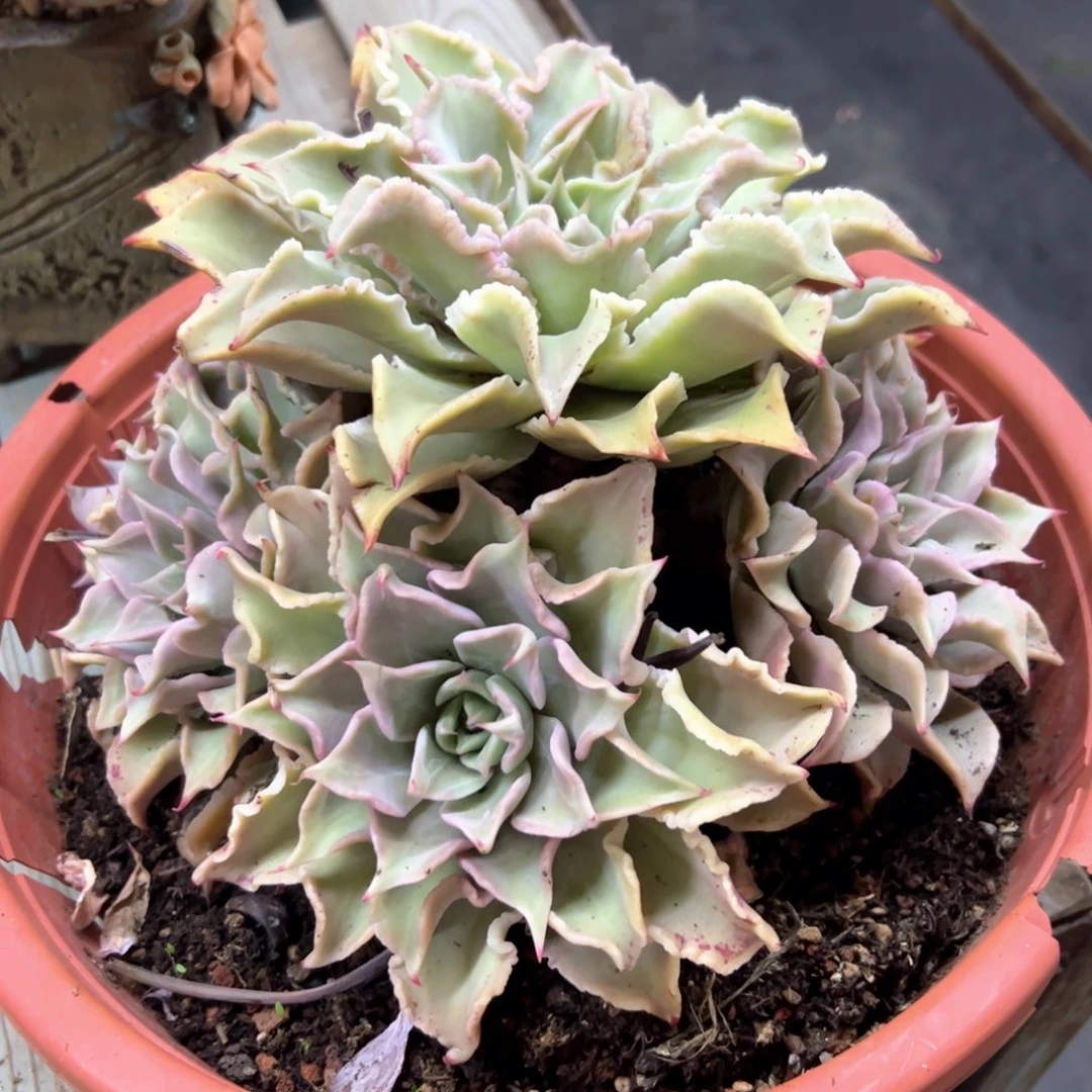 饺子皮68零零多肉植物