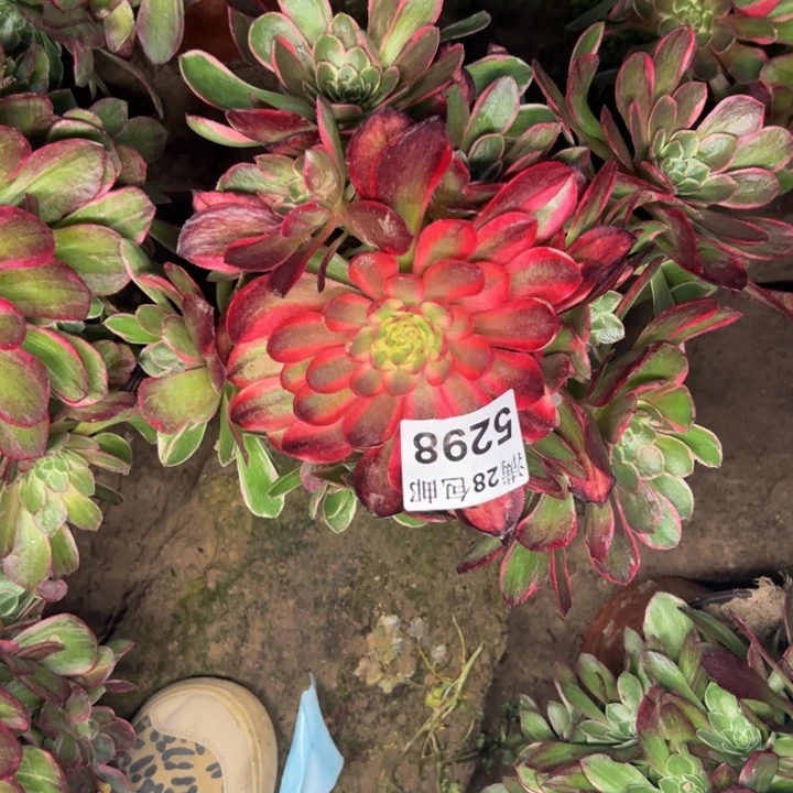 5298南粉花妖多肉植物