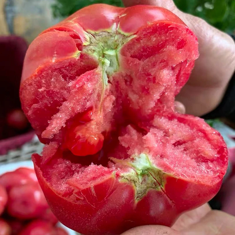 （露天）自然熟现摘沙瓤西红柿水果蔬菜新鲜采摘番茄酸甜多汁