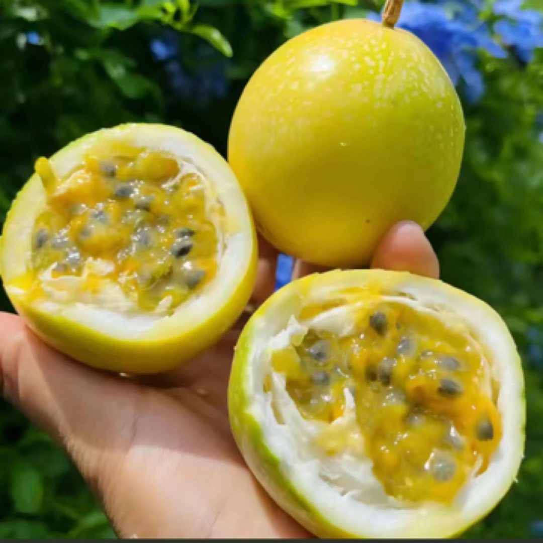 百香果纯甜 （9.9元2斤 袋装）果皮列有瑕疵不影响口感