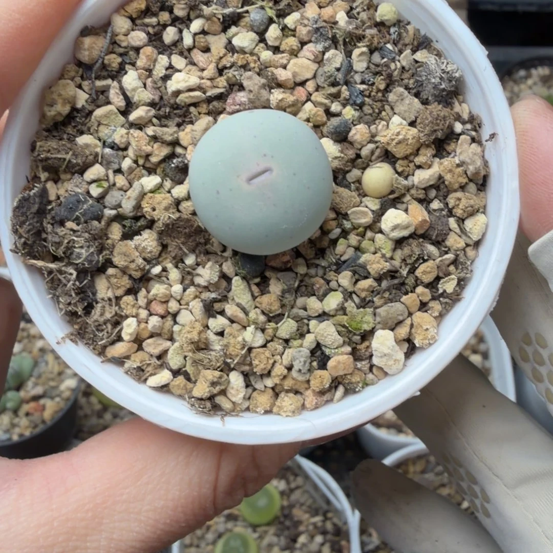 343号434v嘴精品福利