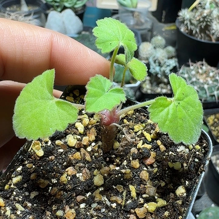 613昆克洋葵带盆发货
