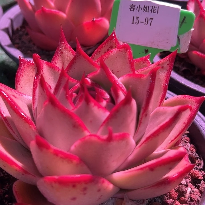 15.97星星带盆一个