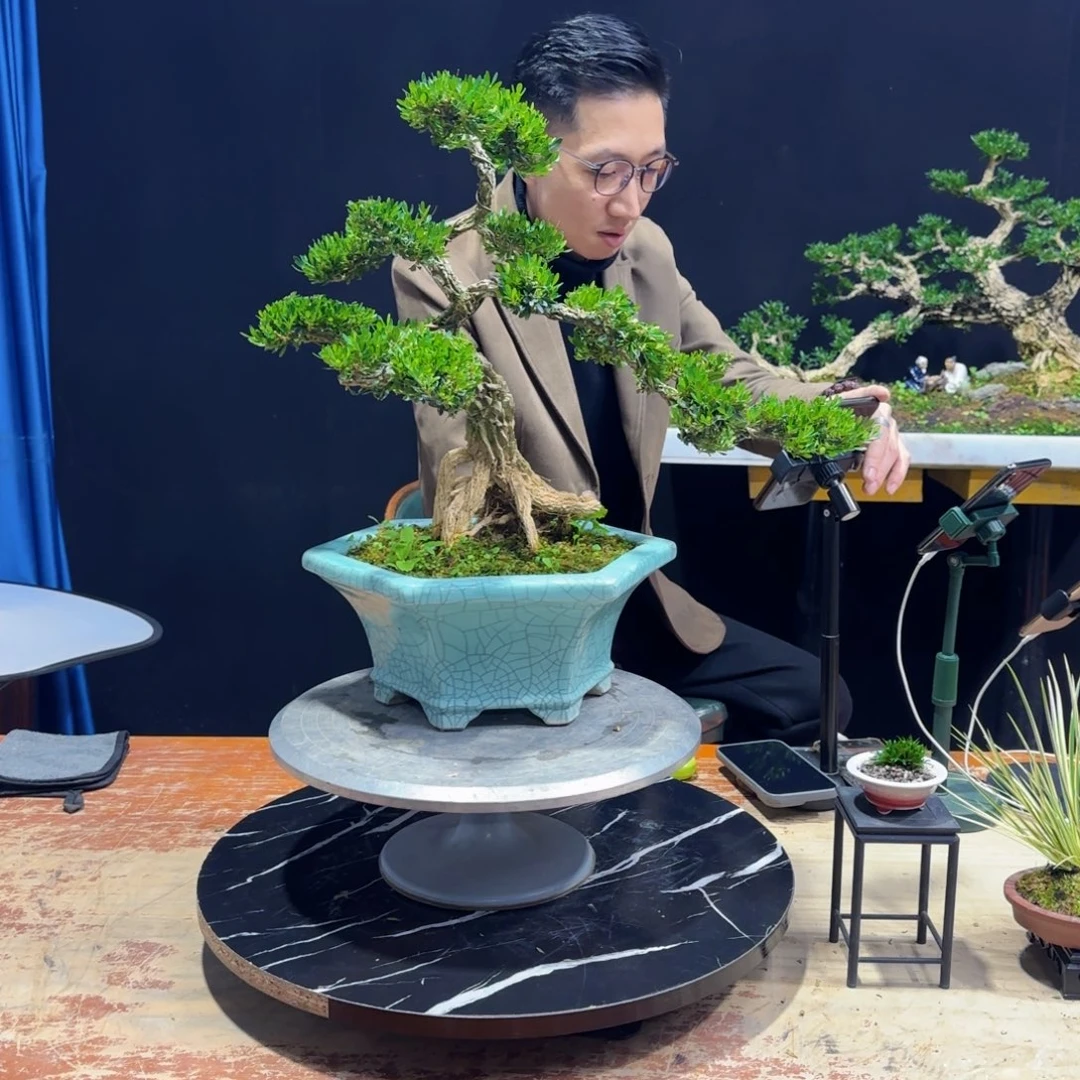 黄杨室内室外盆景艺术