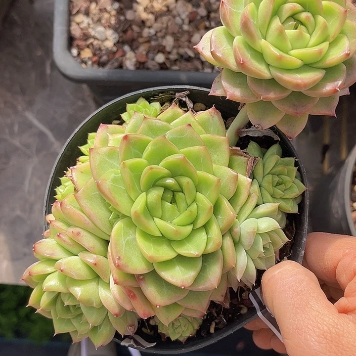 珍妮0998多肉植物