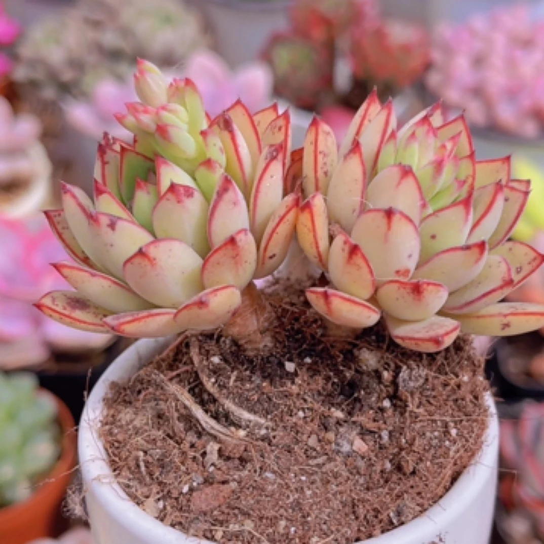 【满9.9包邮】灰姑娘双头6.5cm多肉植物以直播间展示为主