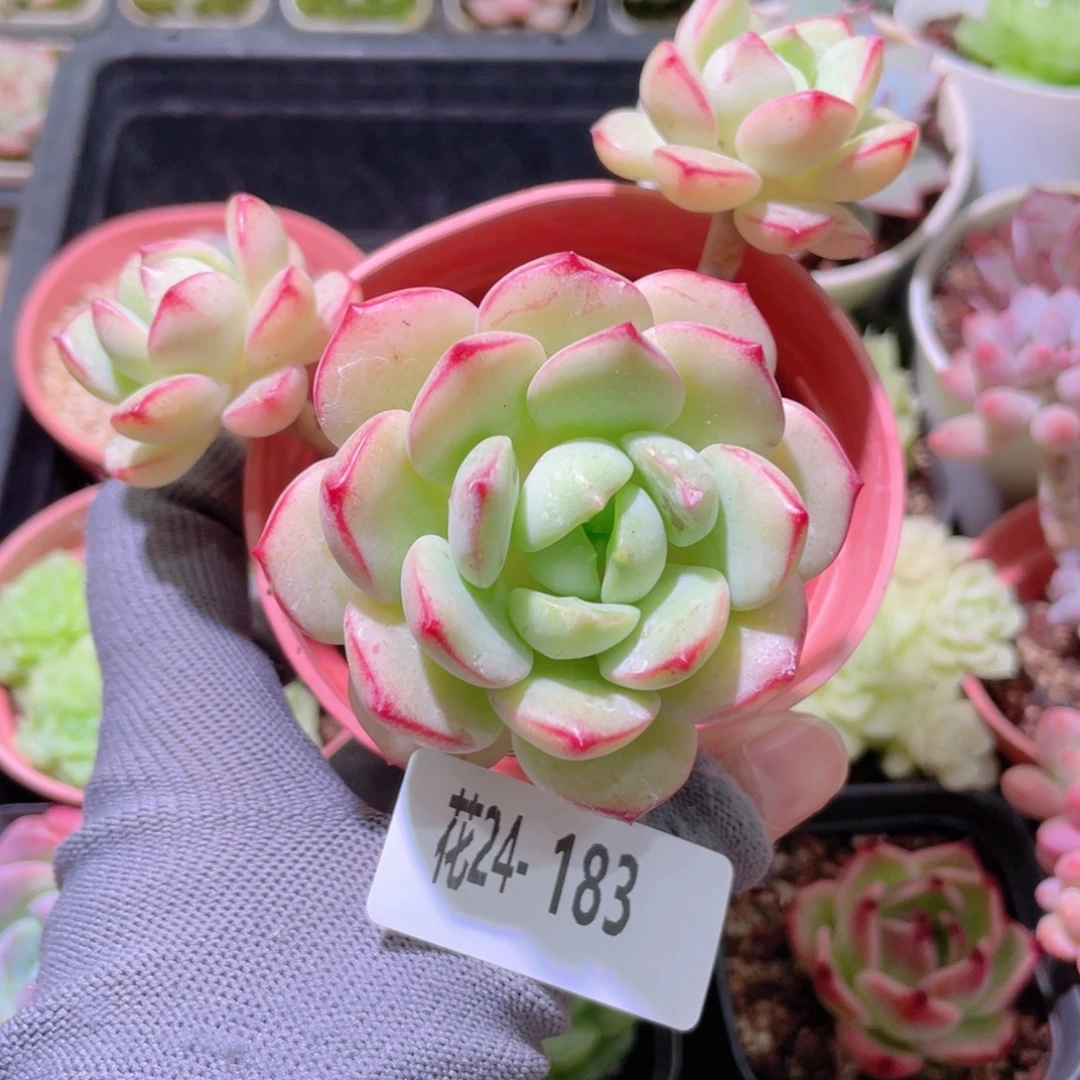 花利美24-183香草