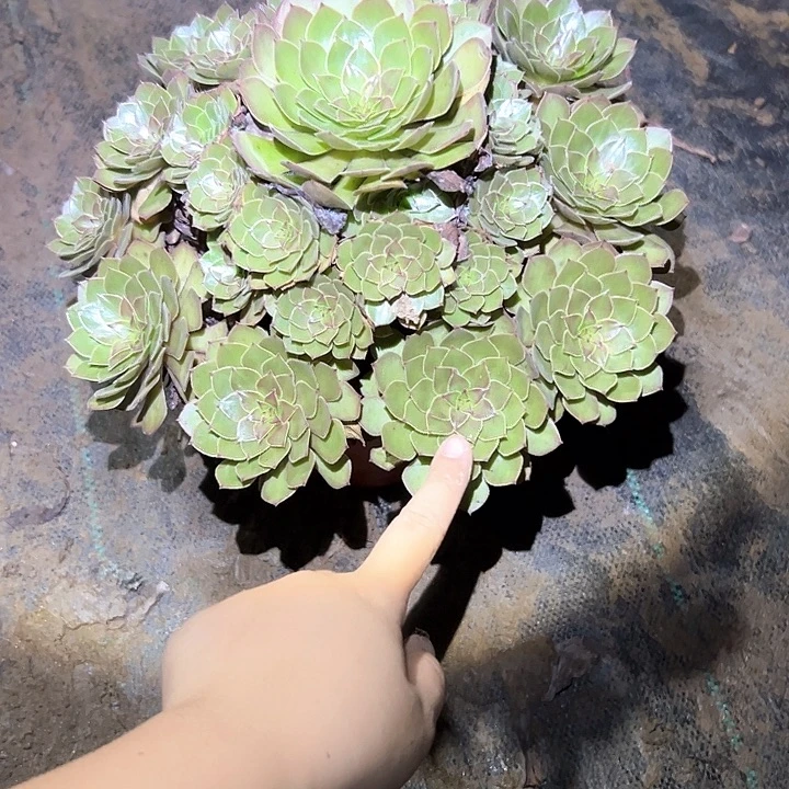 不售后法师一物一拍67